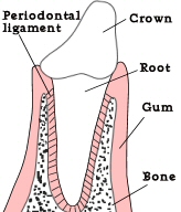 Healthy tooth